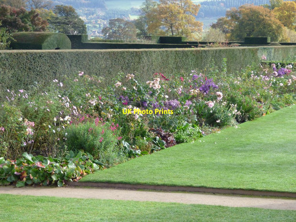 Photo 6"x4" Herbaceous border back by a Yew hedge Welshpool\/Y Trallwng c2017