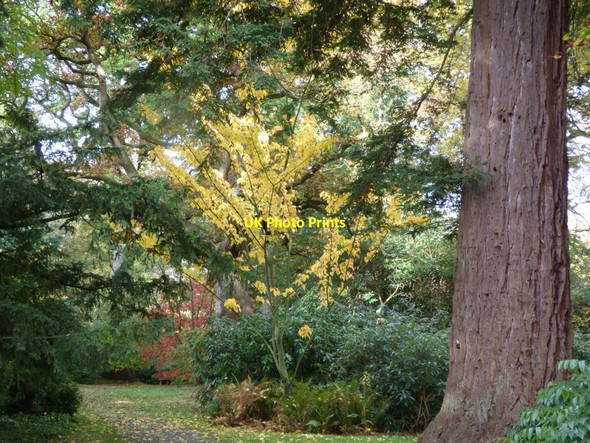 Photo 6"x4" Autumn colour at Powis Welshpool\/Y Trallwng c2017