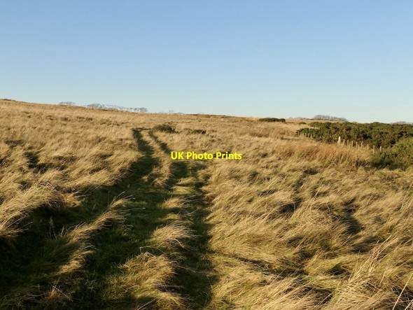 Photo 6"x4" Ungrazed field, Dalks Law Houndwood c2021