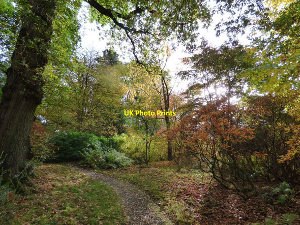 Photo 6"x4" Autumnal trees Welshpool\/Y Trallwng c2017