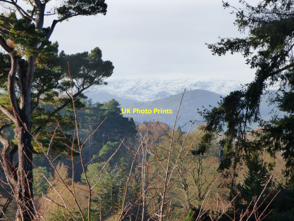 Photo 6"x4" Snowy hill through the trees Brymbo\/SH8071 c2017