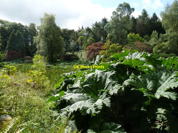 Photo 6"x4" Wild Rhubarb Bangor\/SH5771 c2014