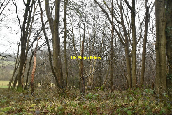 Photo 6"x4" Dens Wood Combe\/TQ6228 c2021