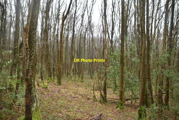 Photo 6"x4" Dens Wood Combe\/TQ6228 c2021