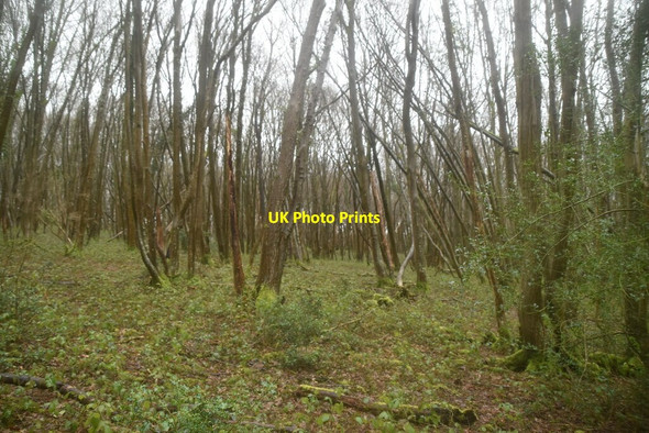 Photo 6"x4" Dens Wood Witherenden Hill c2021