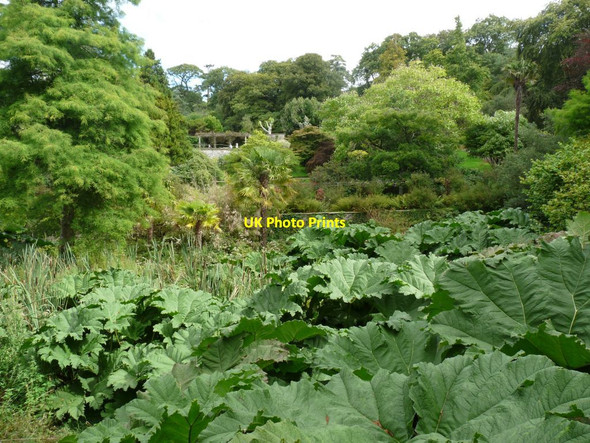 Photo 6"x4" The Bog  garden Bangor\/SH5771 c2014