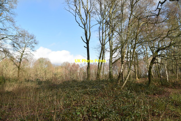 Photo 6"x4" Little Heath Pains Hill\/TQ4151 c2021