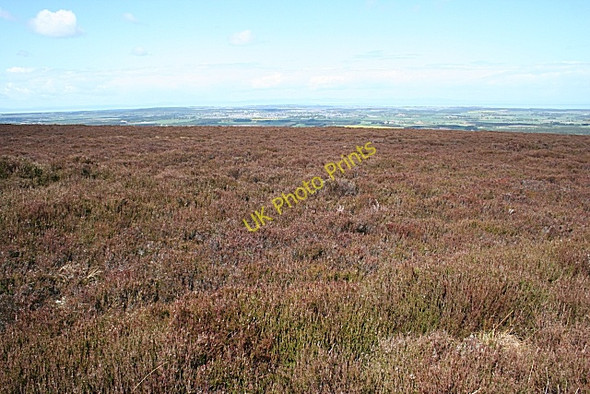 Photo 6"x4" Brown Muir Clackmarras c2009