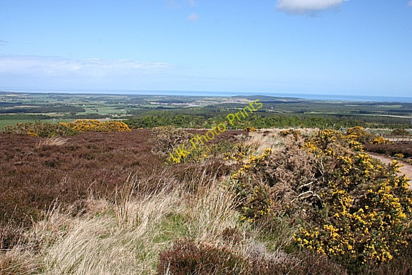 Photo 6"x4" Brown Muir Clackmarras c2009 P2