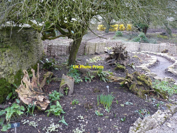 Photo 6"x4" The beginnings of the Stumpery Cotes\/SD4886 c2015