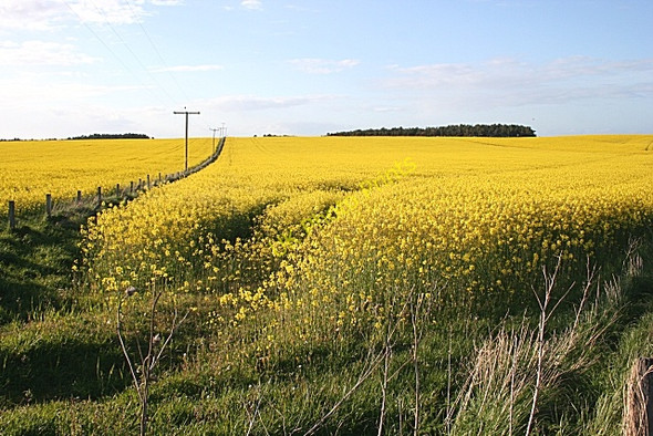 Photo 6"x4" Rape Field Clackmarras c2009