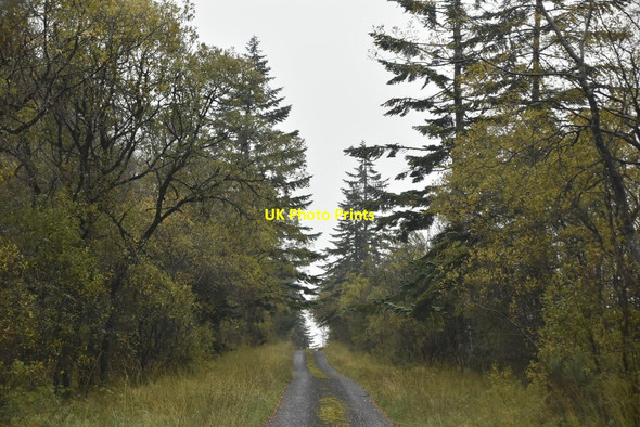 Photo 6"x4" Narrow forest track Belleek c2021