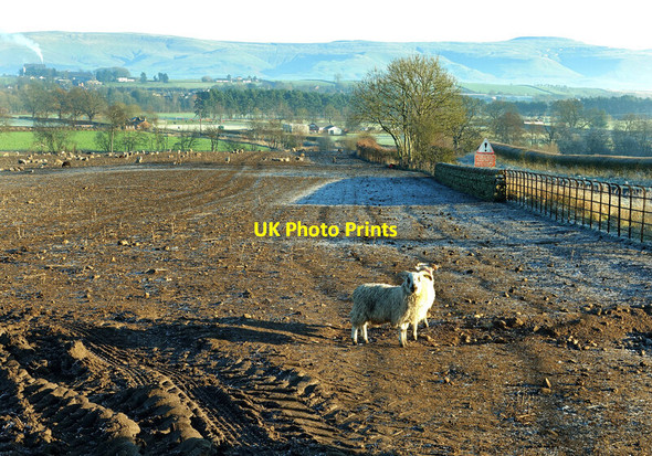 Photo 6"x4" Farmland near Langwathby Edenhall c2021