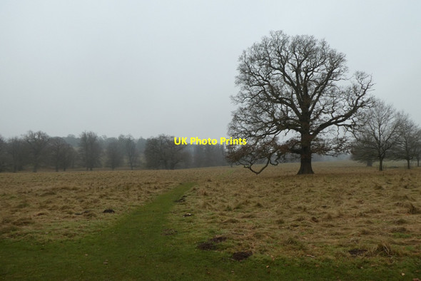 Photo 6"x4" Path over the deer park Studley Roger c2021