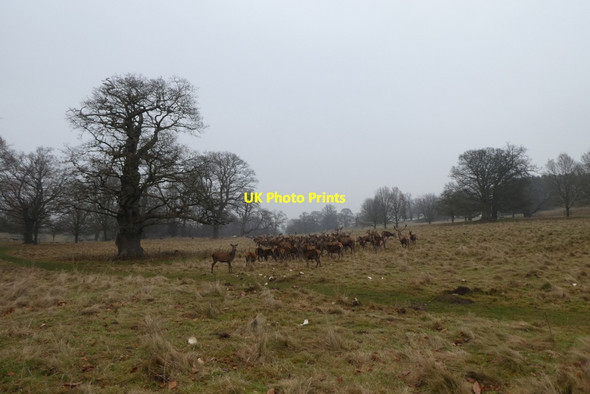 Photo 6"x4" Deer at Studley Studley Roger c2021