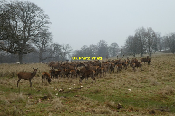 Photo 6"x4" Herd of deer Studley Roger c2021