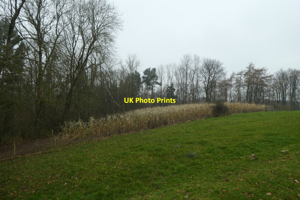 Photo 6"x4" Field near Brown Cow Wood Ingerthorpe c2021