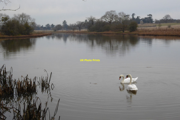 Photo 6"x4" Swans on Croome River Dunstall Common c2021