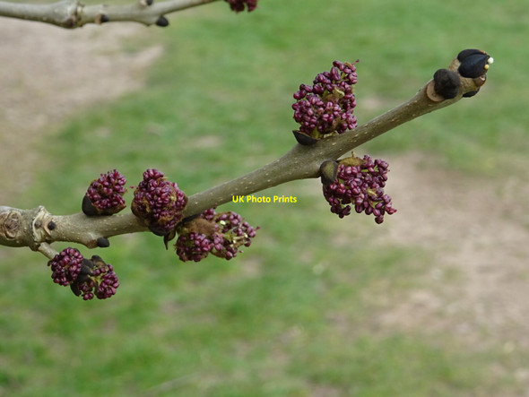 Photo 6"x4" Ash tree flower Great Malvern c2021