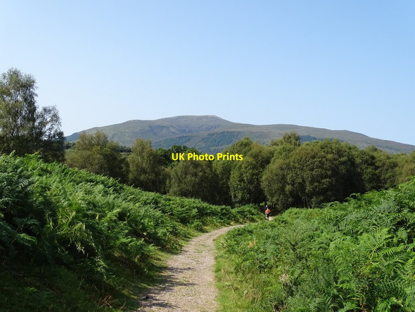 Photo 6"x4" Path through ferns Aonachan c2021
