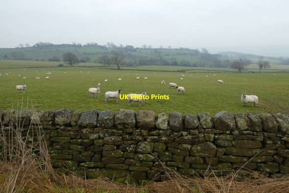 Photo 6"x4" Sheep beside Low Lane Stainburn\/SE2448 c2021