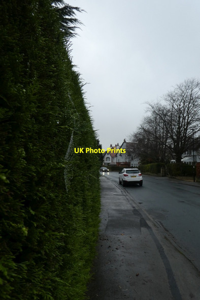 Photo 6"x4" Cobwebs along Tewit Well Road Harrogate c2021