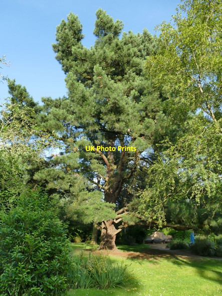 Photo 6"x4" Tall pine in Vivary Park Taunton\/ST2324 c2021