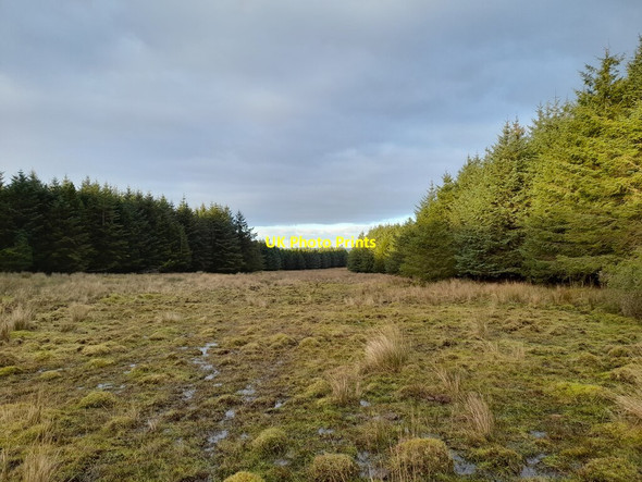 Photo 6"x4" Conifer Plantation at Rangag Rangag c2021