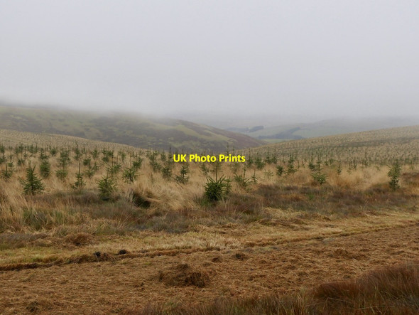 Photo 6"x4" Young trees Mountbengerburn c2021