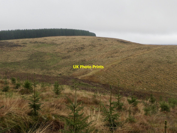 Photo 6"x4" Young trees above Black Grain Yarrow\/NT3527 c2021