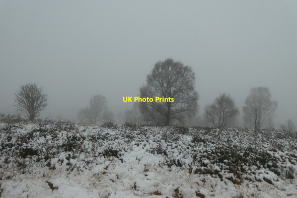 Photo 6"x4" Trees on Brimham Moor Warsill c2021