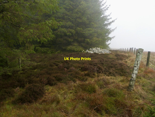 Photo 6"x4" Curly Cairn Paddock Burn c2021