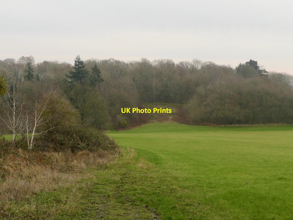 Photo 6"x4" New Wood, Great Witley Birch Berrow c2021