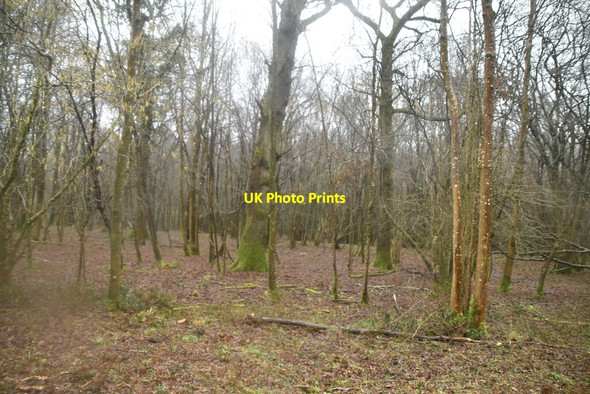 Photo 6"x4" Newbridge Wood Witherenden Hill c2021