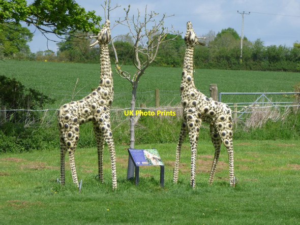 Photo 6"x4" Angolan Giraffes Wootton\/SJ3427 c2017