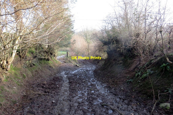 Photo 6"x4" Llwybr Llwynypiod \/ Llwynypiod path Manordeilo c2021