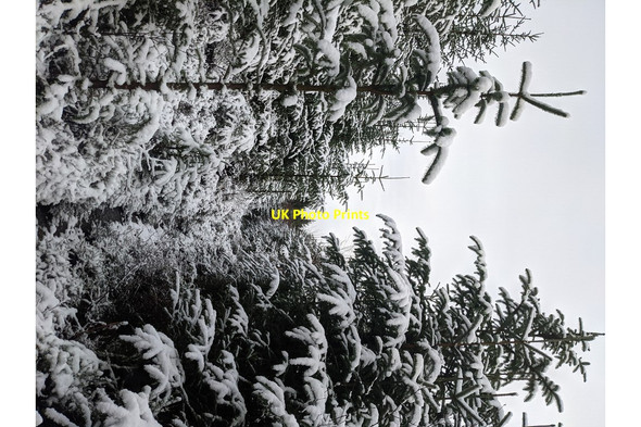 Photo 6"x4" West Woods in Winter Dyce c2021