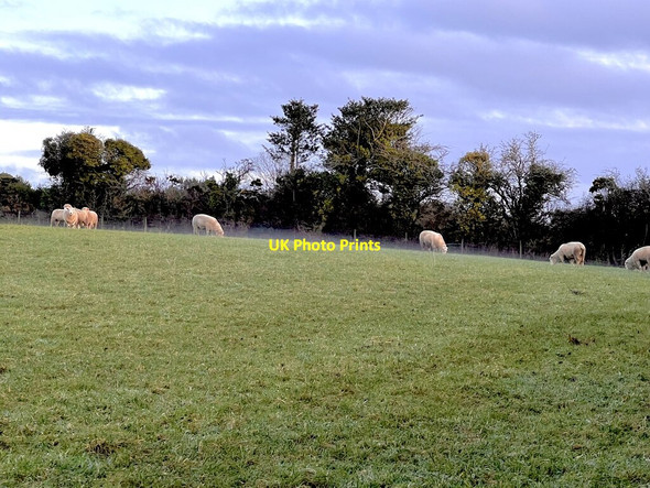 Photo 6"x4" Grazing Sheep Sticker c2021