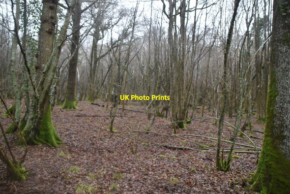 Photo 6"x4" Newbridge Wood Witherenden Hill c2021