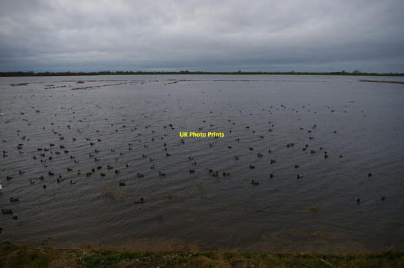 Photo 6"x4" The Ouse Washes: Welney Wildfowl and Wetlands Trust centre Welney c2021