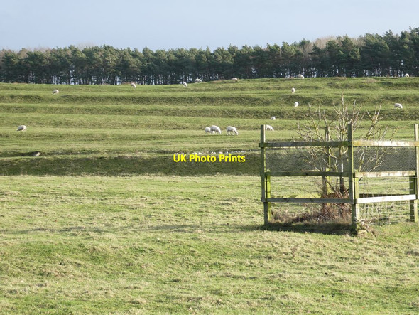 Photo 6"x4" Terraces and sheep on the Swinburne Castle estate Great Swinburne c2022