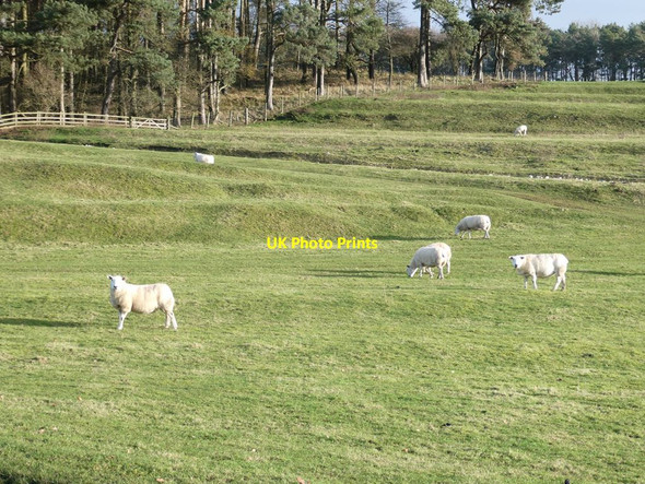 Photo 6"x4" Terraces and sheep on the Swinburne Castle estate Great Swinburne c2022 P1