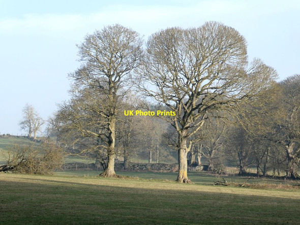 Photo 6"x4" Wintry trees on the Swinburne Castle estate Great Swinburne c2022