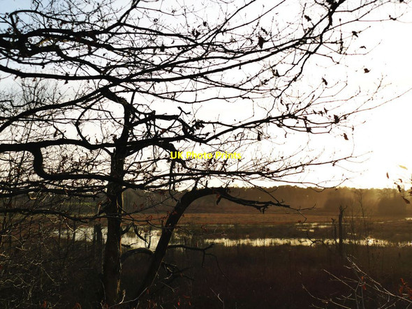 Photo 6"x4" Shemmy Moss from the Whitegate Way Cuddington\/SJ5971 c2021