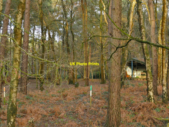 Photo 6"x4" Forest Camp, from the Whitegate Way Cuddington\/SJ5971 c2021