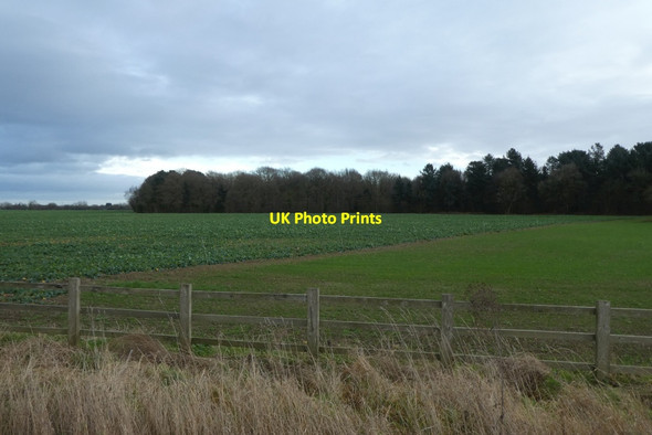Photo 6"x4" Towards Bishop Wood Biggin\/SE5434 c2022