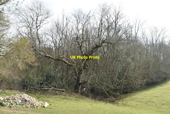 Photo 6"x4" Pooks Wood Hurst Green\/TQ7327 c2021