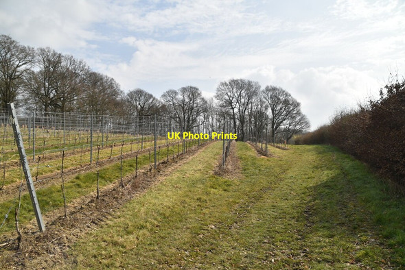 Photo 6"x4" Footpath by vines Hurst Green\/TQ7327 c2021