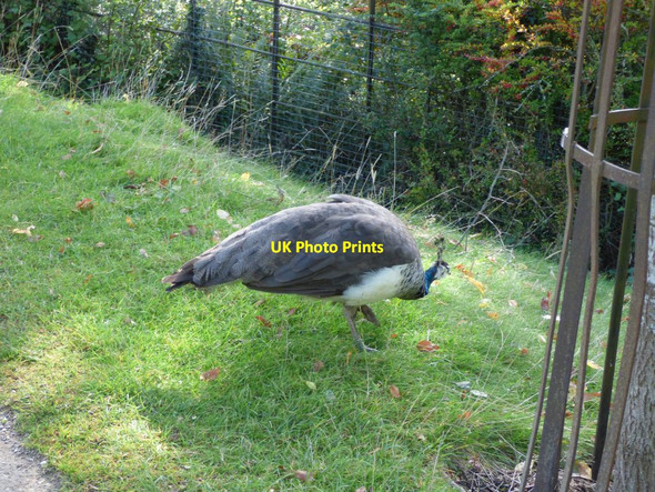 Photo 6"x4" Peacock at Powis Welshpool\/Y Trallwng c2016
