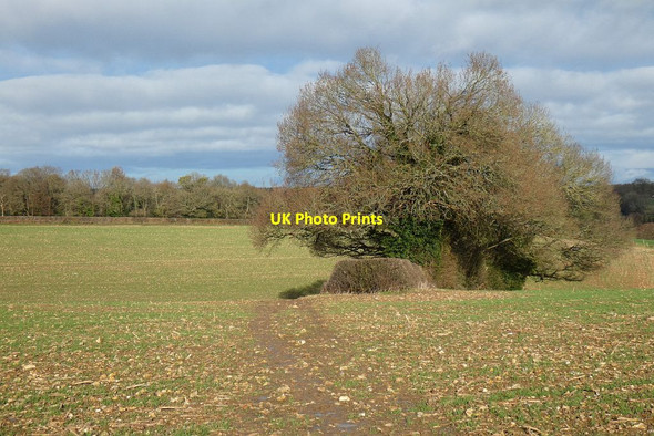Photo 6"x4" Farmland, Hughenden Flowers Bottom c2022